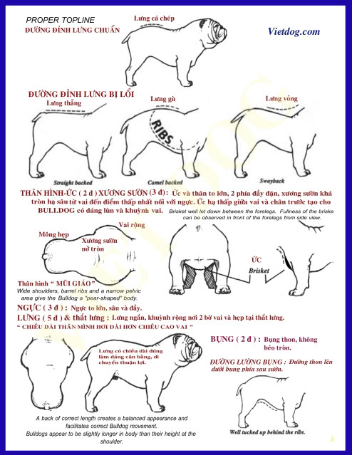 Line drawings of a bulldog in many positions