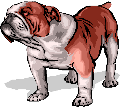 Color drawing of a bulldog