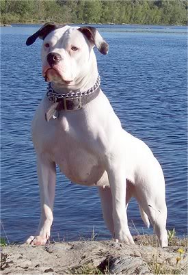 White bulldog stand with a collar with a lake behind
