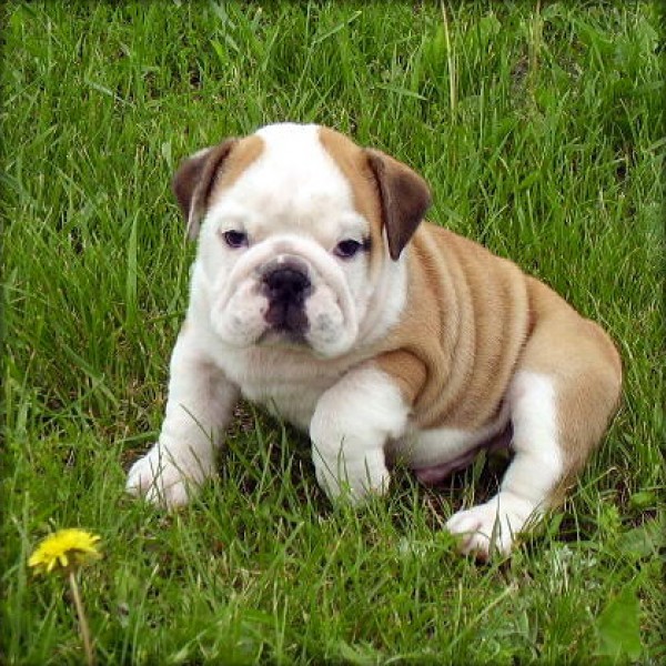 Light brown puppy over the grass