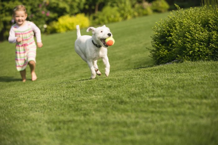 Girl and dog playing and running with a small ball in his mouth
